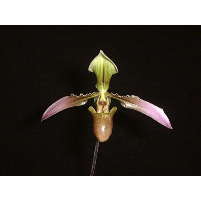 Paphiopedilum appletonianum|9 cm|Nee|Ja