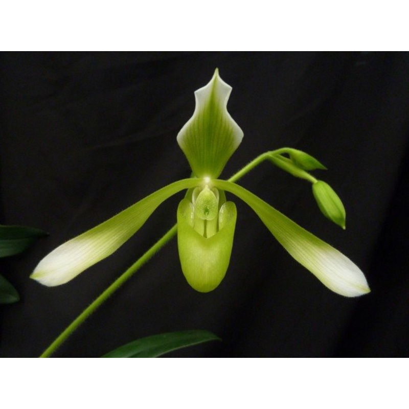 Paphiopedilum haynaldianum Alba