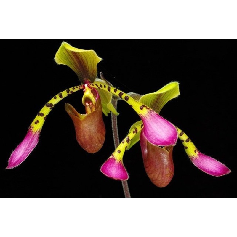 Paphiopedilum lowii 4N USA|14 cm|Nee|Ja