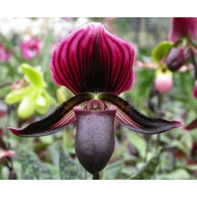 Paphiopedilum Maudiae Vinicolor