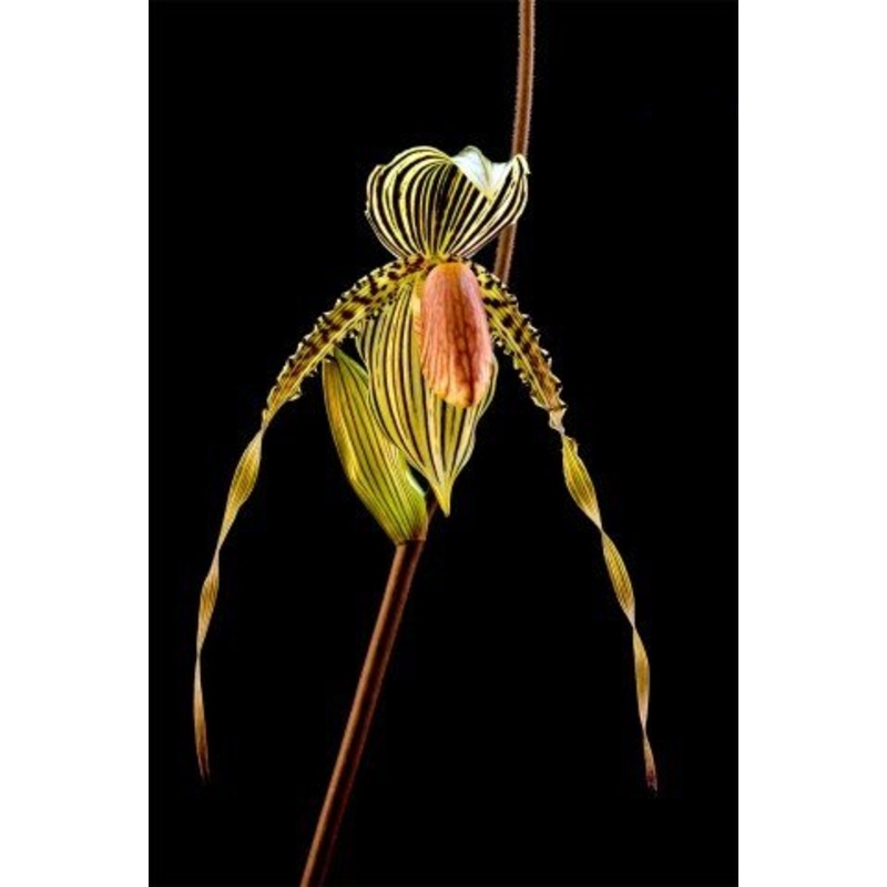Paphiopedilum praestans x sib (”Shine and Glory” x ”Five Magnifico”)