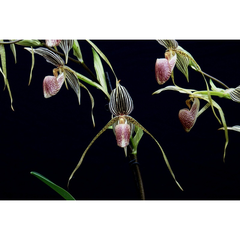 Paphiopedilum rothschildianum x Topperi