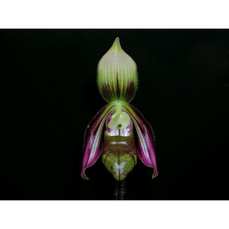 Paphiopedilum sangii|9 cm|Nee|Ja