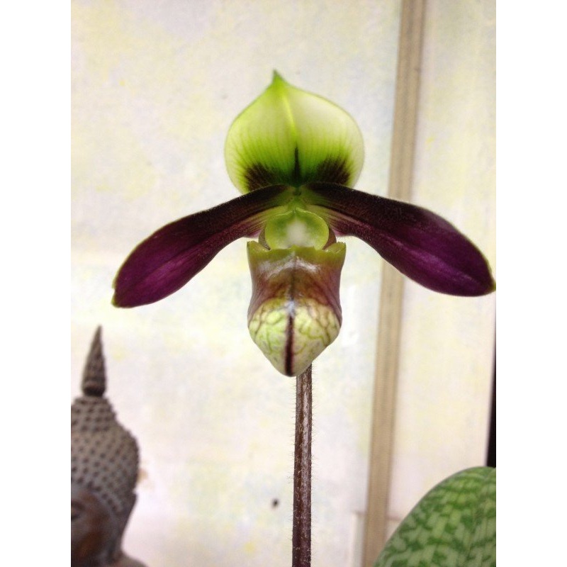 Paphiopedilum sangii var. ayubianum