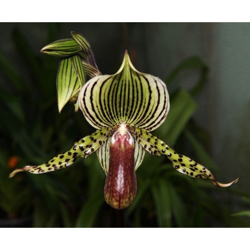Paphiopedilum Wiertzianum Big