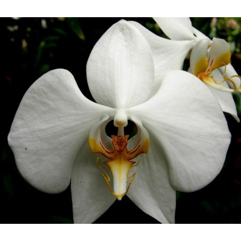 Phalaenopsis amabilis var. Palawan
