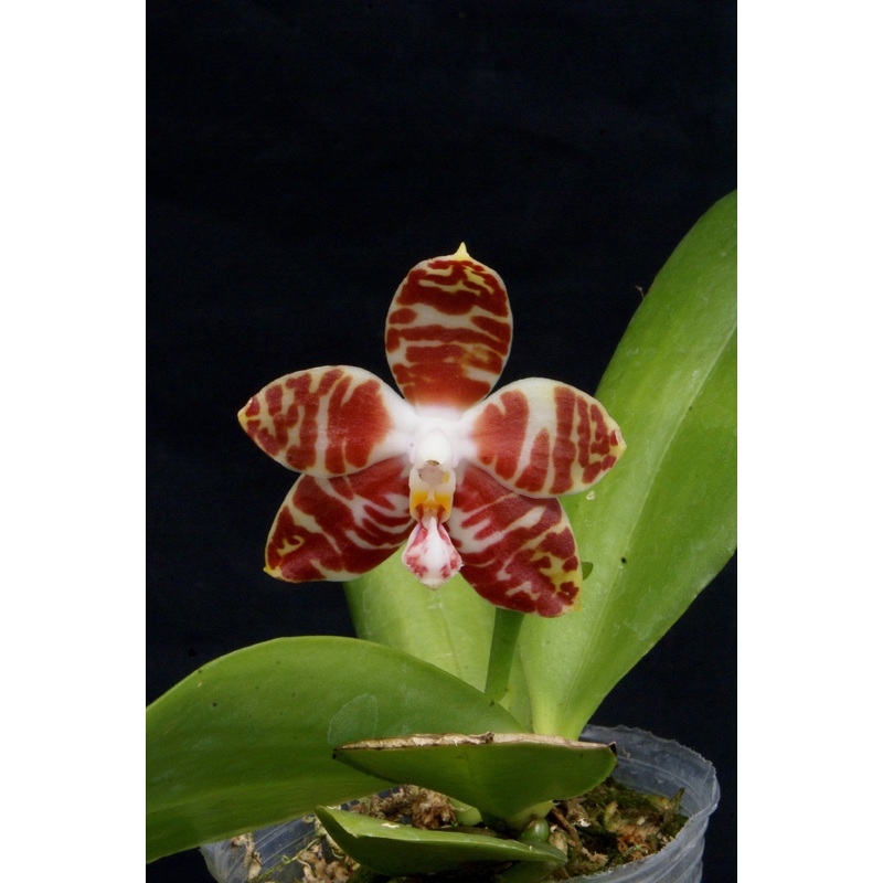 Phalaenopsis amboinensis|9 cm|Nee|Ja