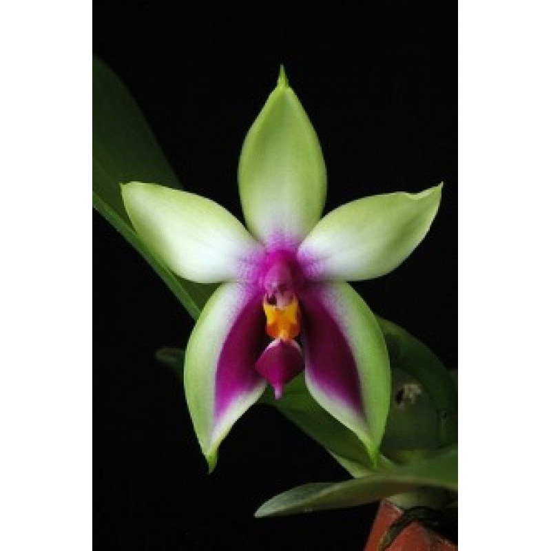 Phalaenopsis bellina|10 cm|Nee|Ja