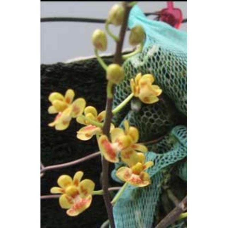 Phalaenopsis chibae|Nee|Ja
