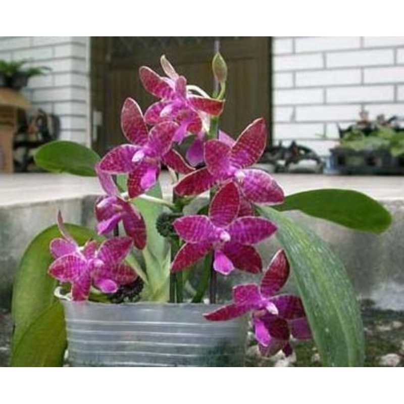 Phalaenopsis lueddemanniana Big