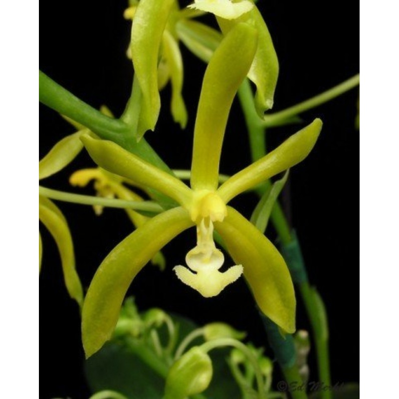 Phalaenopsis mannii flava|10 cm|Nee|Ja