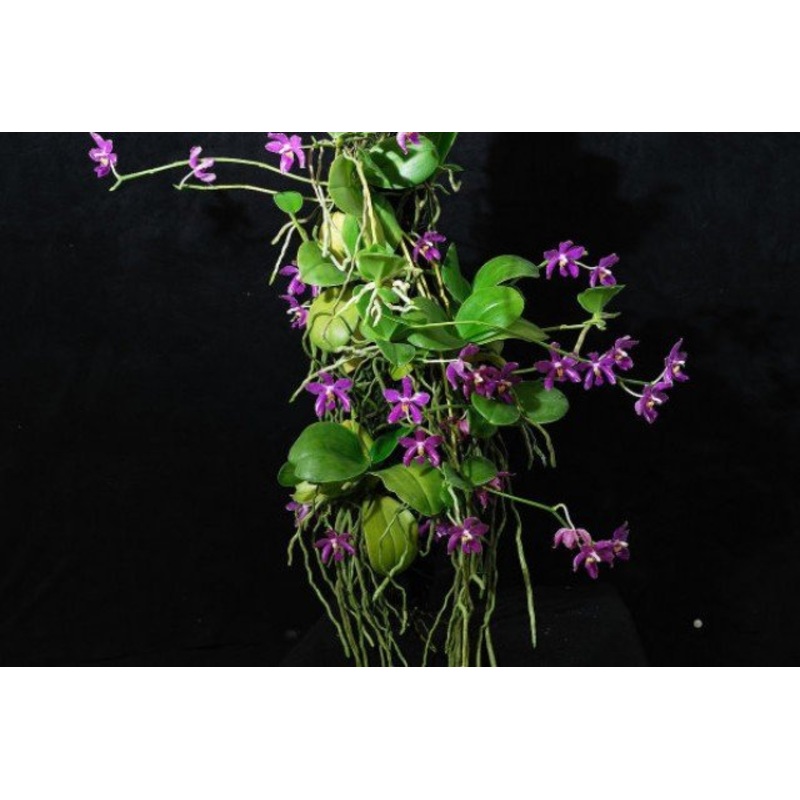 Phalaenopsis pulchra|10 cm|Nee|Ja