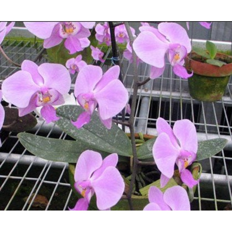 Phalaenopsis schilleriana|9 cm|Nee|Ja