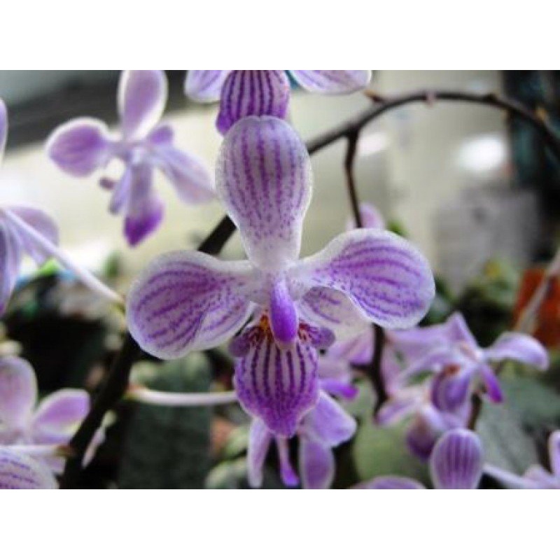 Phalaenopsis Silbergrube x lindenii