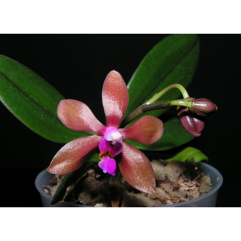 Phalaenopsis stobartiana x bastianii