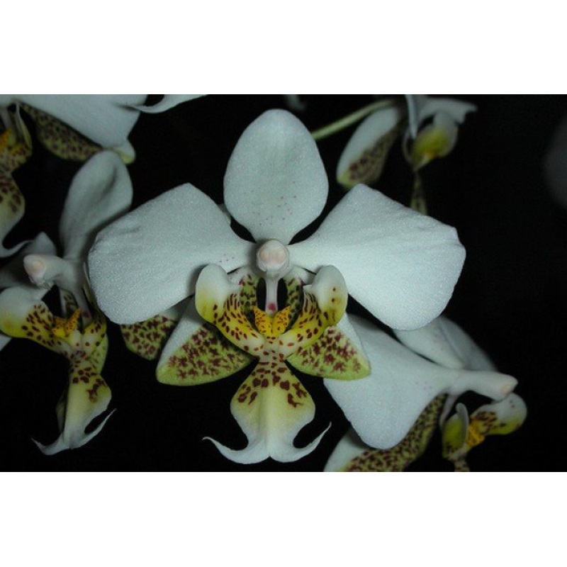 Phalaenopsis stuartiana punctatissima