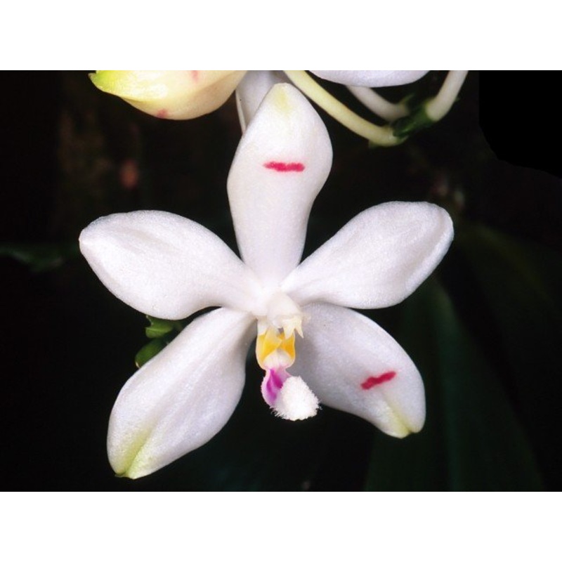 Phalaenopsis tetraspis|10 cm|Nee|Ja