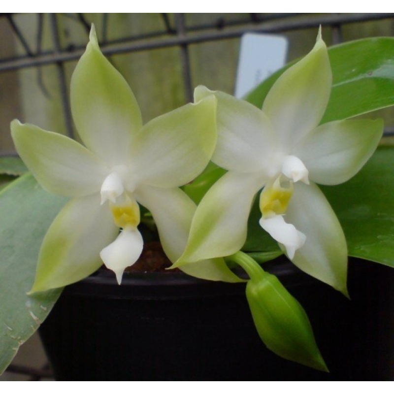Phalaenopsis violacea var. alba