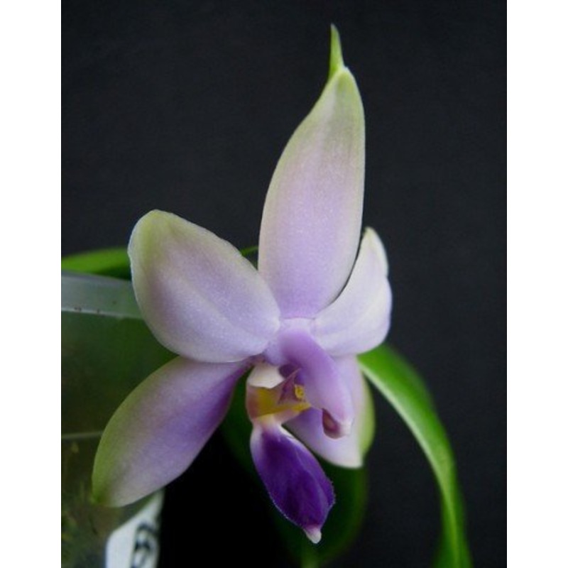 Phalaenopsis violacea var. coerulea