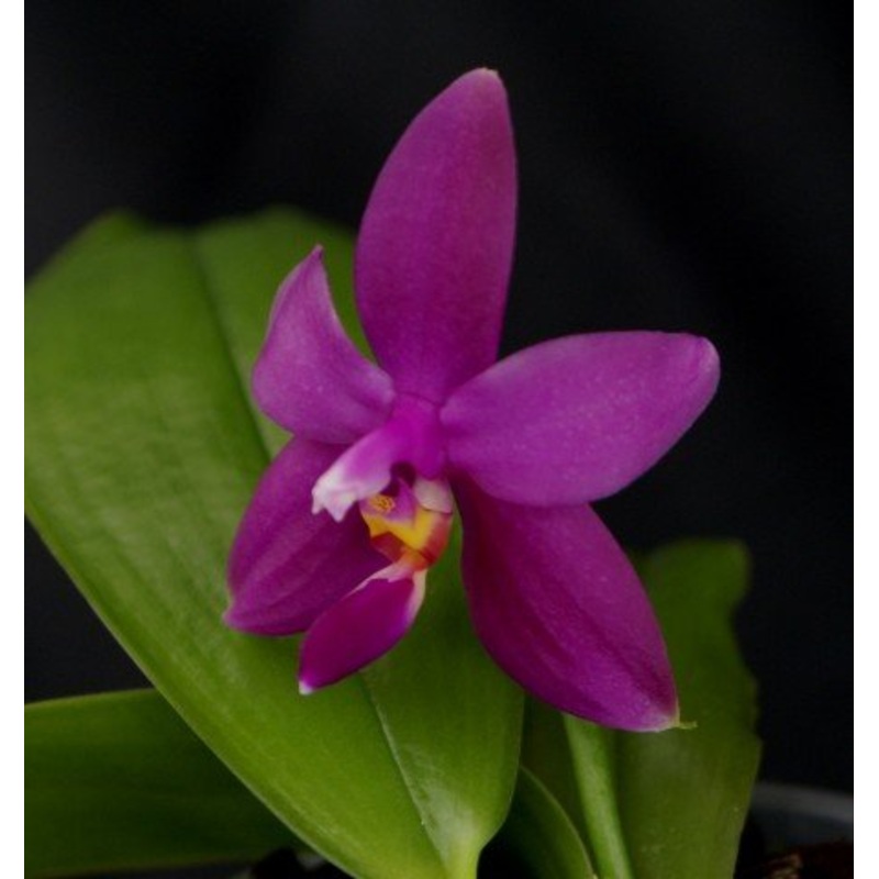Phalaenopsis violacea var. Sumatra Big