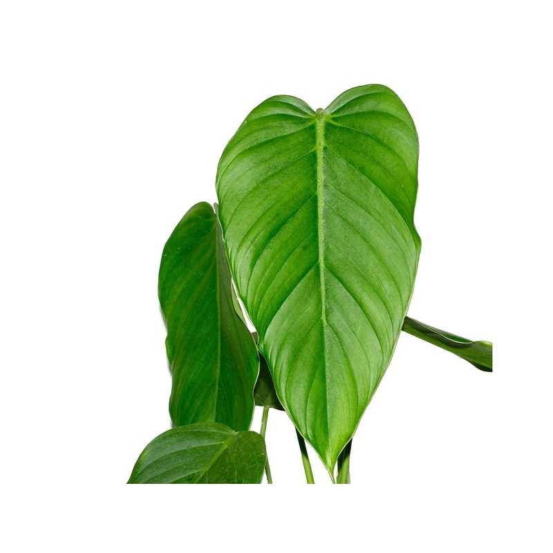 Philodendron asplundii ‘Eagle’