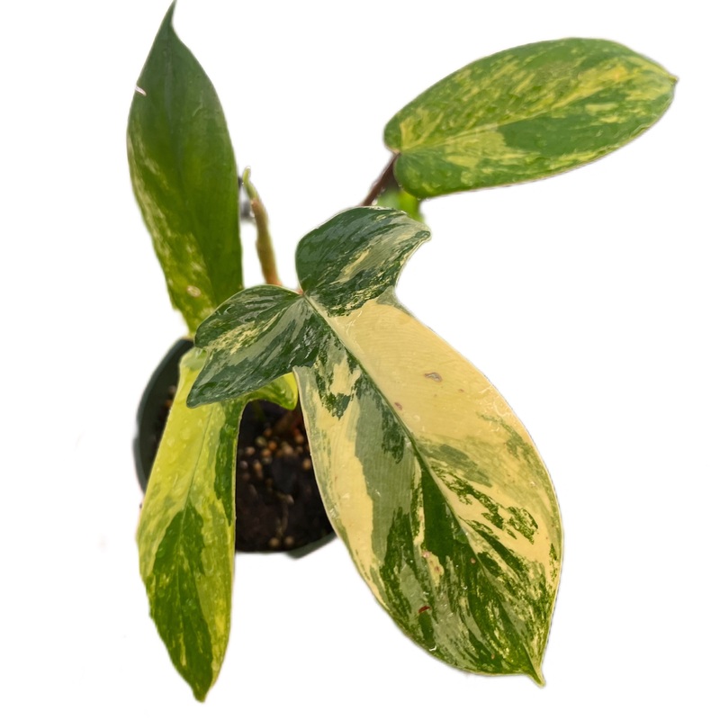 Philodendron Florida Beauty (XL)