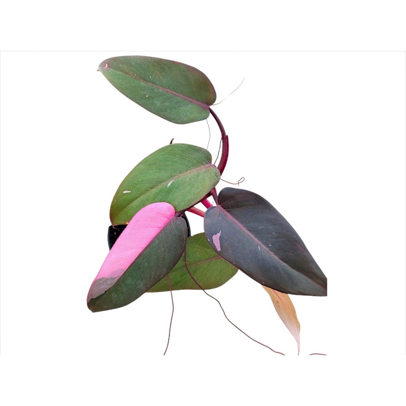 Philodendron Pink Princess (seedling)