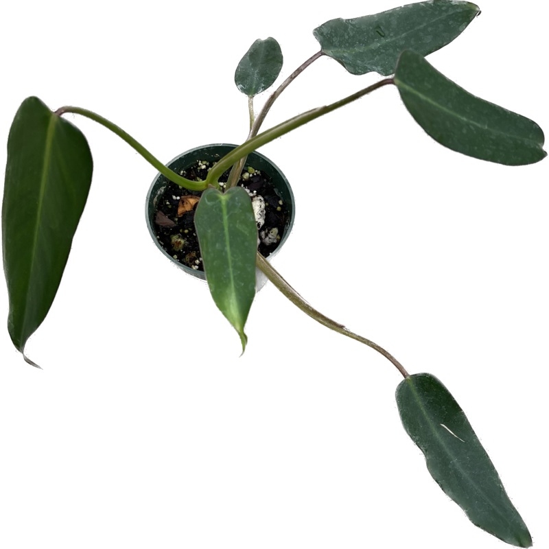 Philodendron pinnatilobum aff x Phil. erubescens x Phil. spiritus-sancti