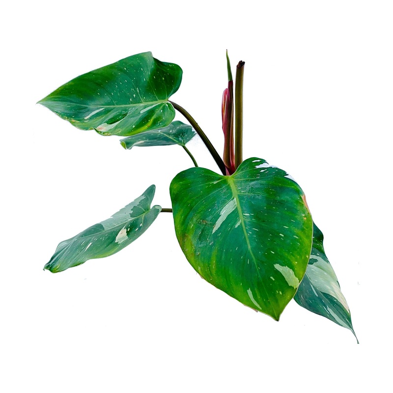 Philodendron White Princess (seedling)