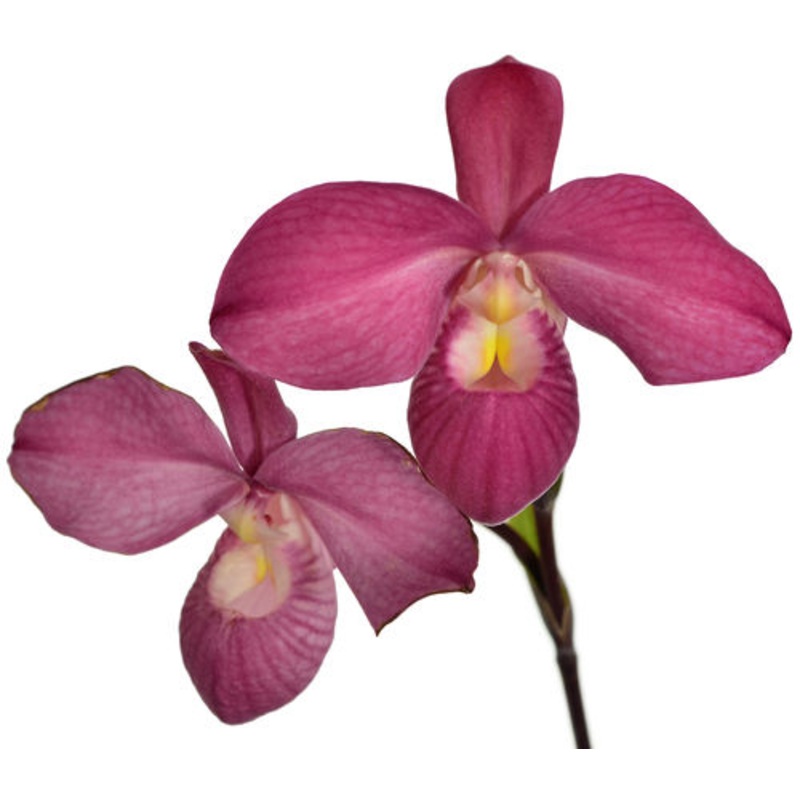 Phragmipedium Ivan Portilla