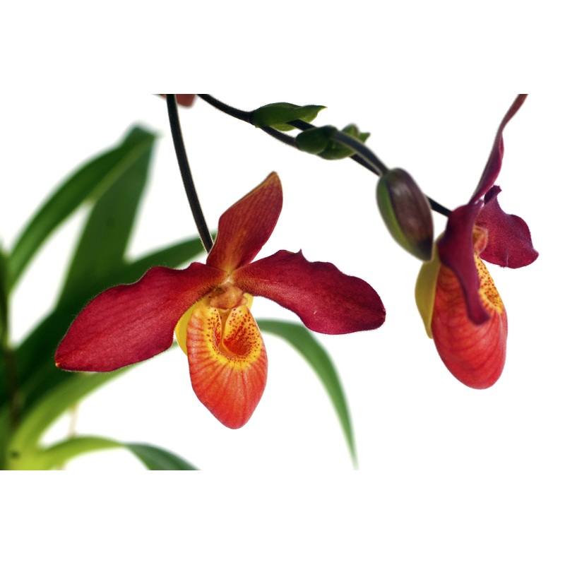 Phragmipedium Memoria Dick Clements