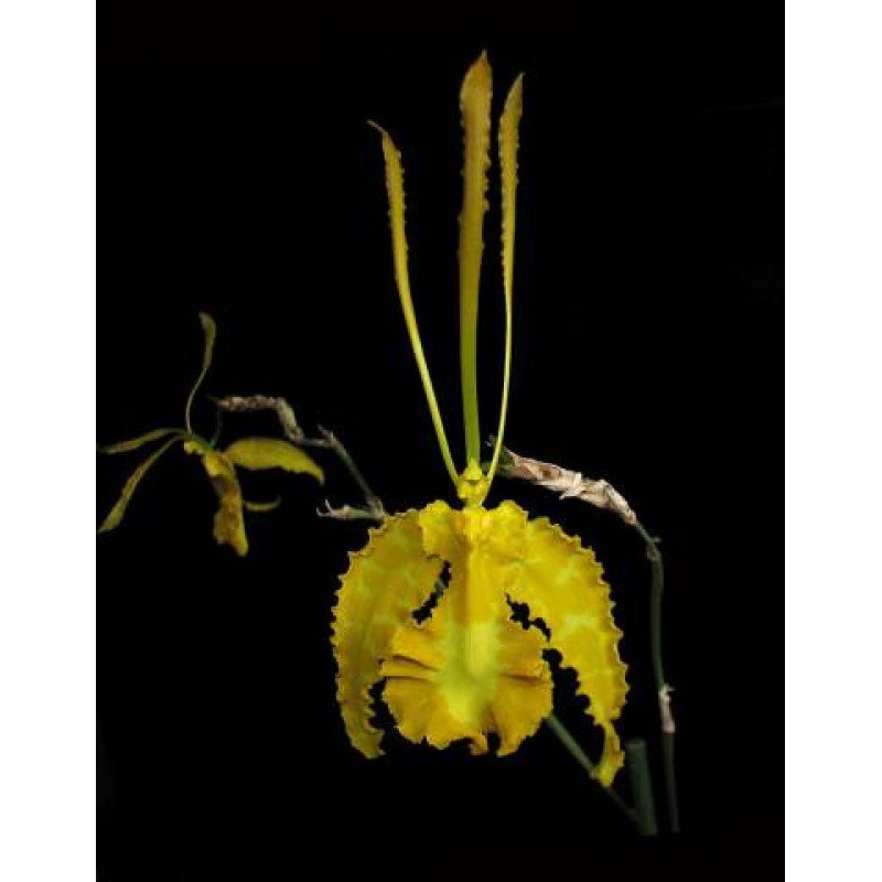 Psychopsis papilio alba|9 cm|Nee|Ja