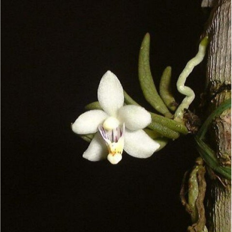 Pteroceras semiteretifolium|Nee|Ja