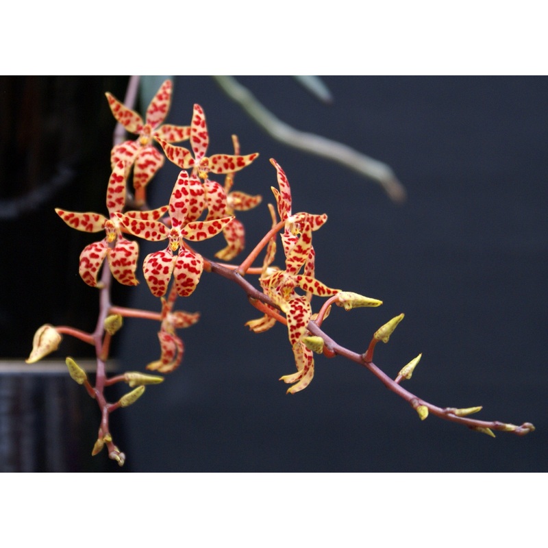 Renanthera monachica Compact Type