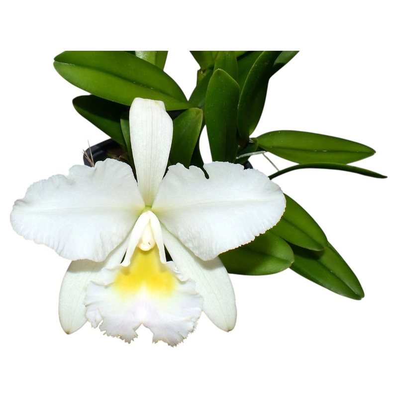 Rhyncholaeliocattleya Andean Clouds