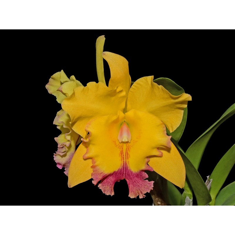 Rhyncholaeliocattleya Ecuagenera Gold