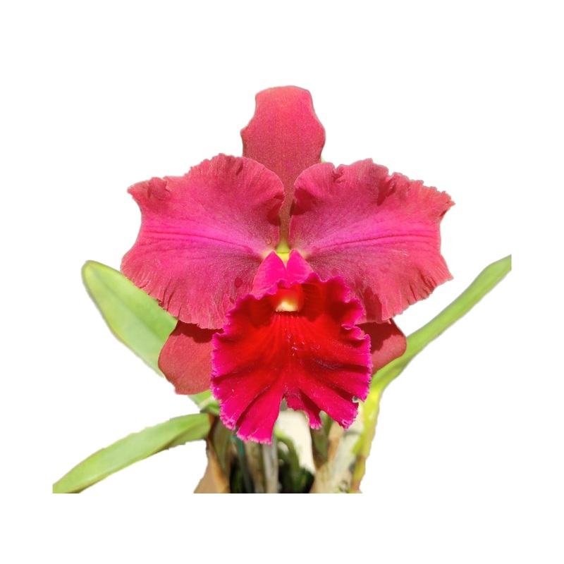Rhyncholaeliocattleya Maria Ingle