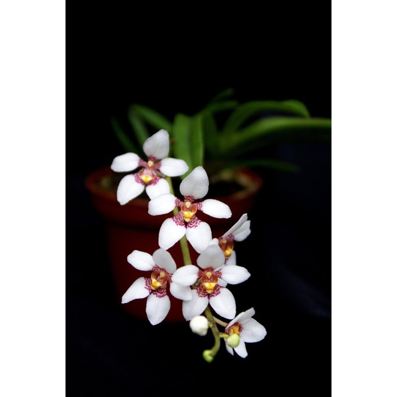 Sarcochilus Fitshart|9 cm|Nee|Ja