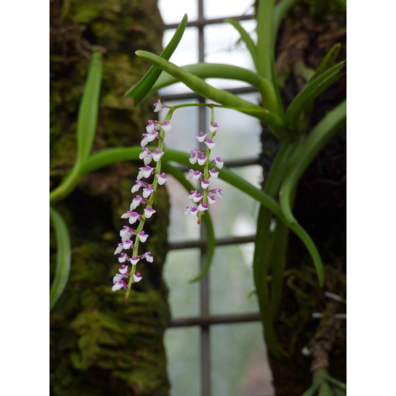 Schoenorchis gemmata|Nee|Ja