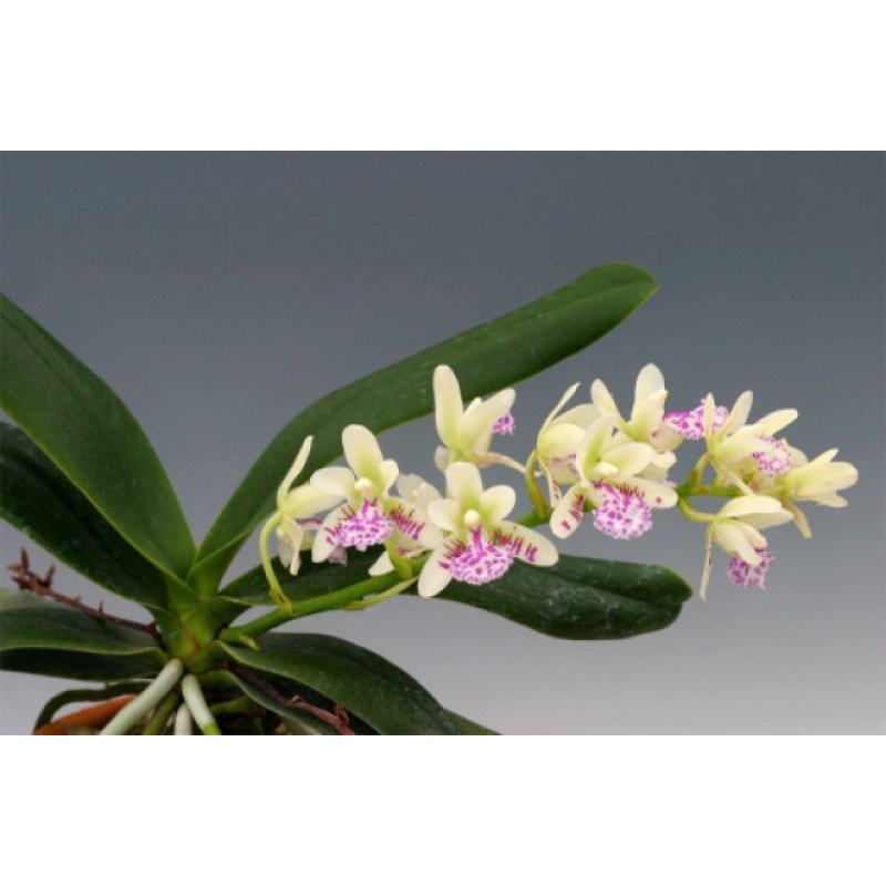 Sedirea japonica Big|10 cm|Nee|Ja