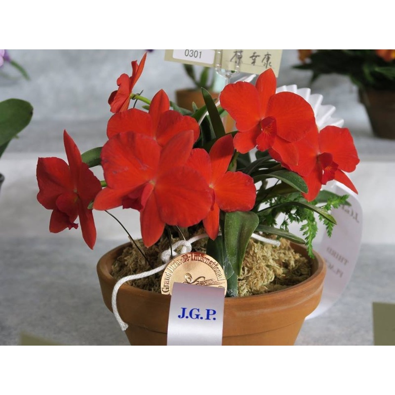 Sophronitis coccinea 4N Japan Big