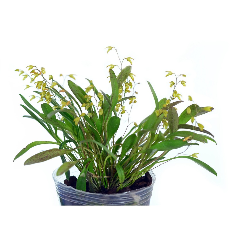 Specklinia grobyi