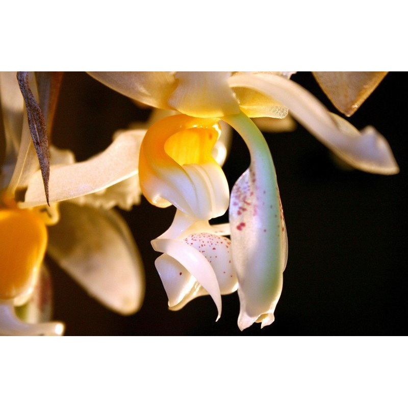 Stanhopea embreei|12 cm|Nee|Ja