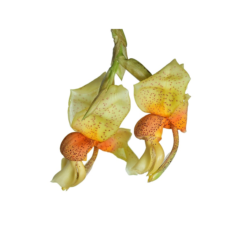 Stanhopea saccata