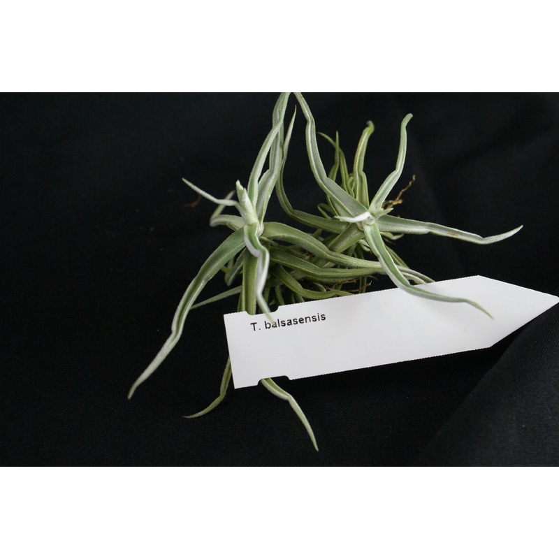 Tillandsia balsasensis
