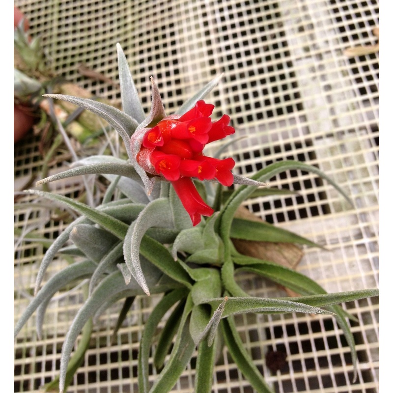 Tillandsia edithae