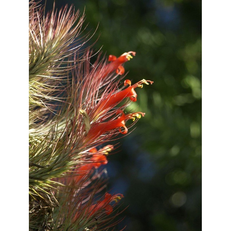 Tillandsia funckiana