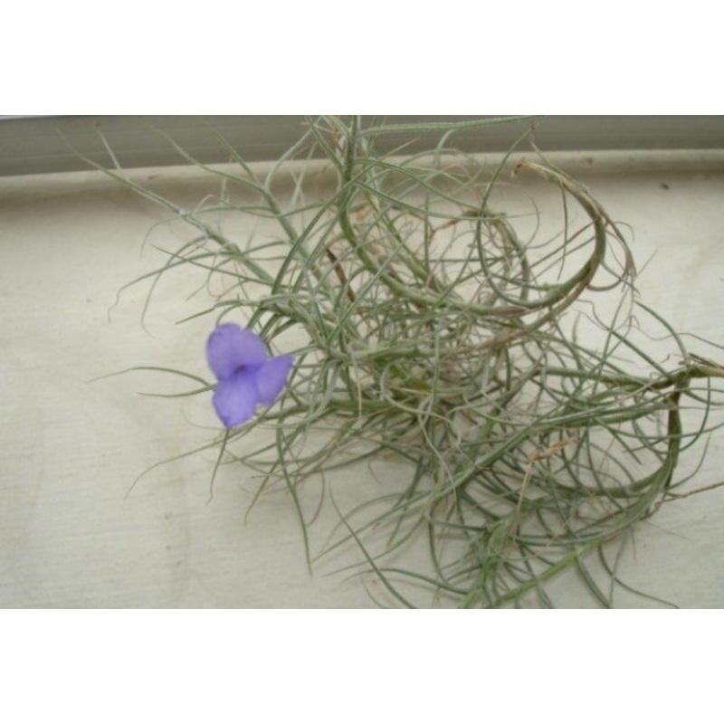Tillandsia mallemontii
