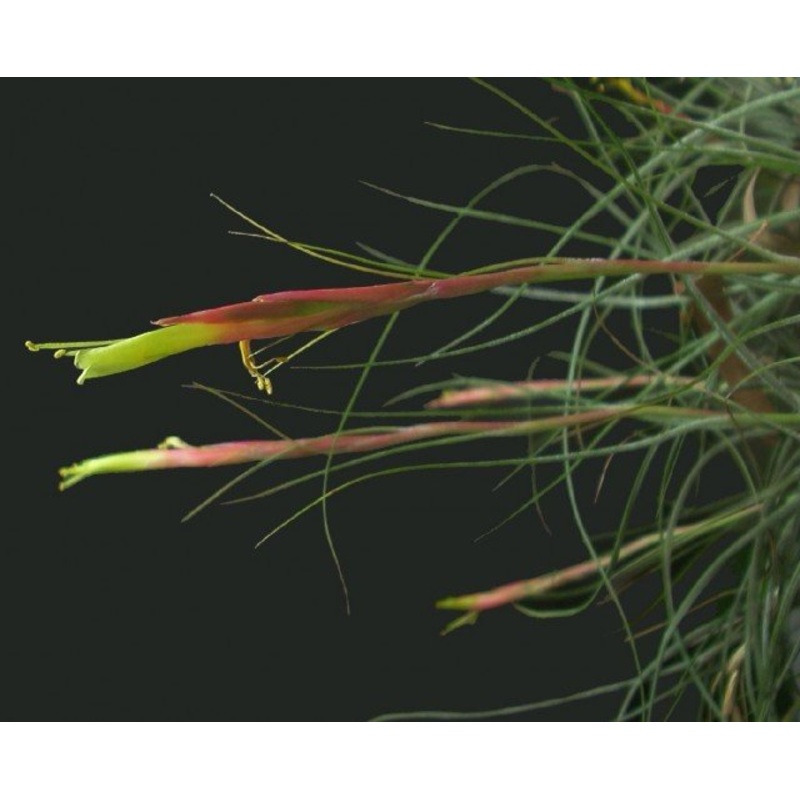 Tillandsia schiedeana 4st