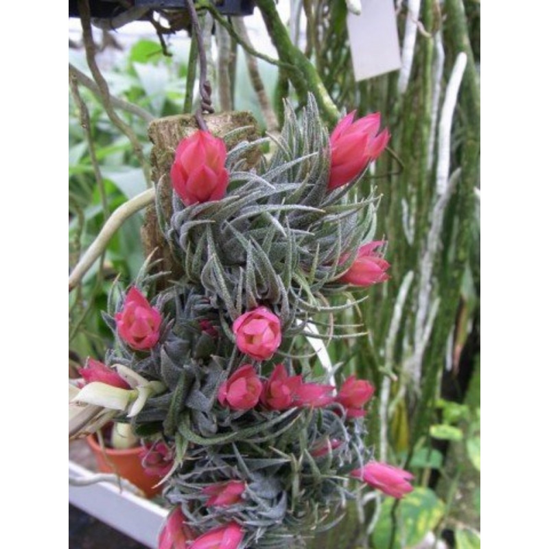 Tillandsia sprengeliana
